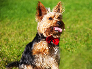 Yorkshire terrier with a red bow, raising his paw. A lovely dog on the green grass