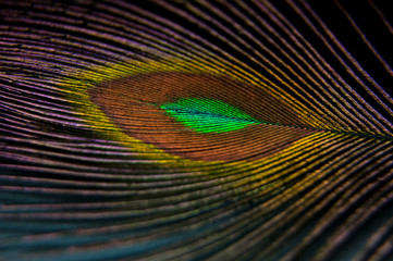 Beautiful colorful peacock feather. Artistic macro photo