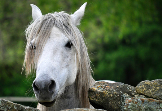 White Horse With Personality With Rock Fence