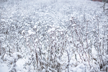 The field of Wild flowers covered in snow