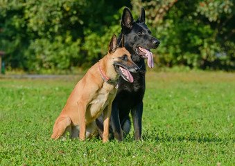 Belgian shepherd and east-european shepherd