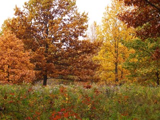 Colorful fall trees and grasses in Ohio parks