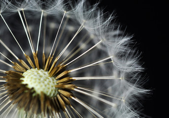 dandelion seeds to make a wish 