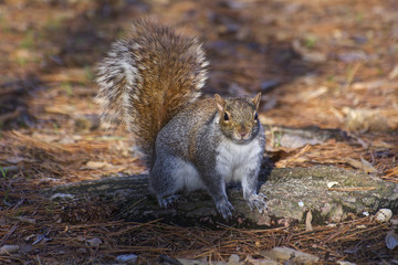 scoiattolo