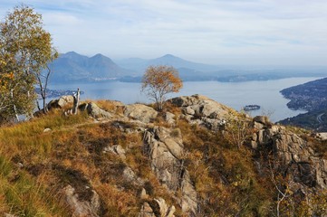 Blick vom Monte Camoscio oberhalb von Baveno auf den Lago Maggiore, Tessin, Italien