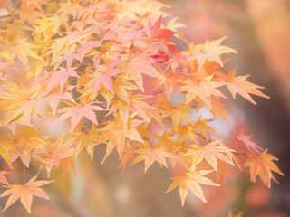 Autumn leaves 1