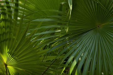 Big leaves of palm tree background, close up shot. Tropical leaf texture. Concept of spring or summer. Botanical wallpaper concept. Fresh green natural background.