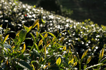 Sunlight to the tea leaves in the morning, Golden scene, Macro image