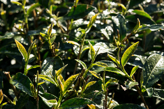 Sunlight to the tea leaves in the morning, Golden scene, Macro image