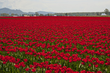 Tulip Field