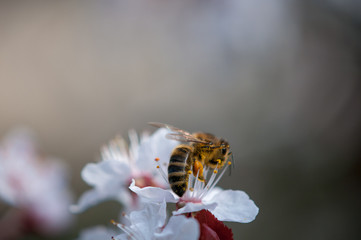 Biene auf Kirschblüte