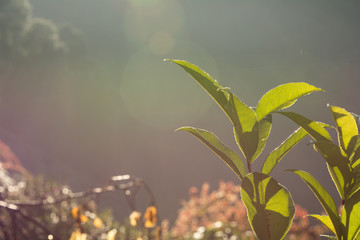 Tea farm in the morning, Droplet of water on tea leaves, Golden scene