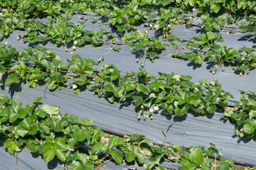 Strawberries plant on farm, Macro image