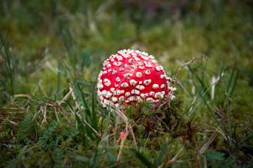 Agaric Amanita muscaria, Denmark