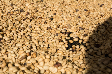 Drying coffee beans, Coffee beans drying in the sun.Coffee beans business