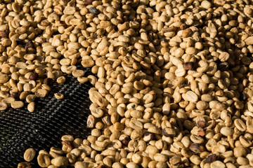 Drying coffee beans, Coffee beans drying in the sun.Coffee beans business