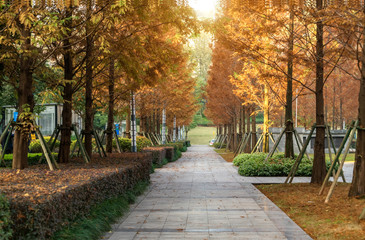 A forest city park in Chongqing, China