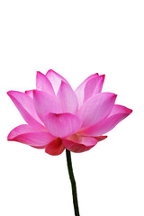 blooming lotus flower isolated on white background.