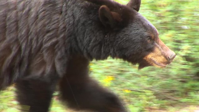 Black bear