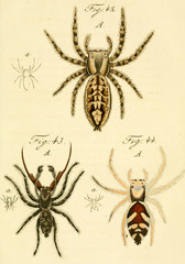 Spider.