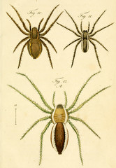 Spider.