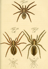 Spider.