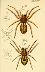 Spider.