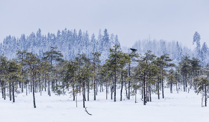 Raven in the swamp in Finland
