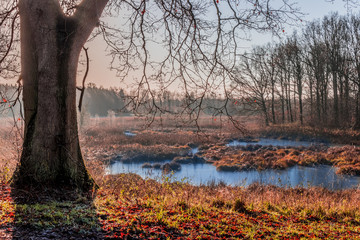 Winter Landscape