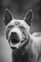 thai ridgeback dog outdoors