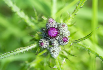 purple flower buds in natural ambiance