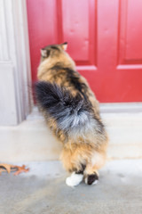 Closeup of fluffy maine coon cat grey tail from behind