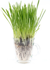 Fresh wheat grass on white  Growing grass isolated