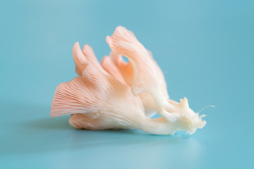 Pleurotus djamor mushrooms grow on blue background