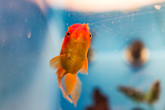 One Goldfish Swimming In Aquarium Looking Funny Or Sad