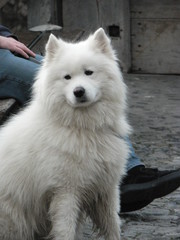 Obraz premium White samoyed sitting on the floor