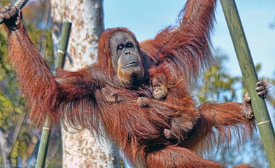 Orangutan mother and child in a zoo