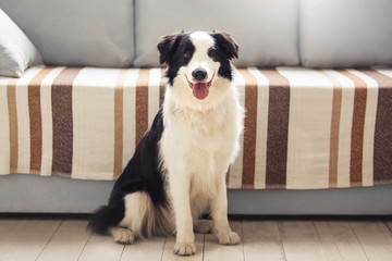 Small dog sitting near sofa at home