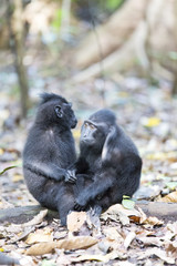 Fototapeta premium sitting black macaques at Tangkoko national park