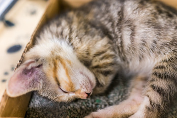 Fototapeta na wymiar Portrait of one tabby kitten in cage sleeping in litterbox waiting for adoption