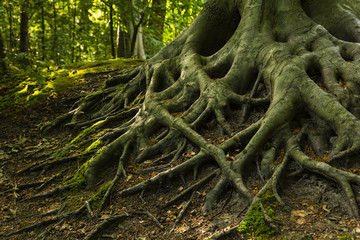 Hiking the GR5 trail in the Benelux