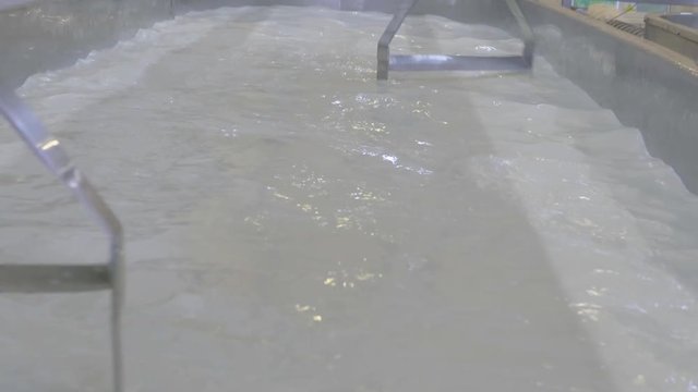 Cheese making vat whisks milk around with rennet to produce cheese for supermarkets