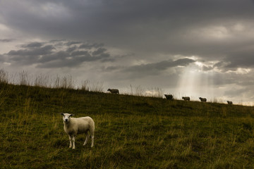 Fototapeta premium Hiking the GR5 trail in the Benelux