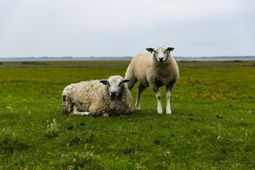 Obraz premium Hiking the GR5 trail in the Benelux