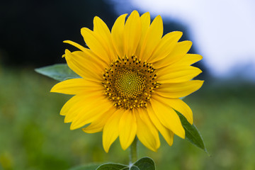 Hiking the GR5 trail in the Benelux