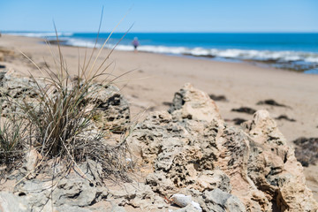 vertrocknete Vegetation auf Felsgestein mit unscharfem Strand und Meer im Hintergrund