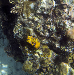 nudibranch invertebrate close up