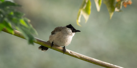 Sooty-headed Bulbul