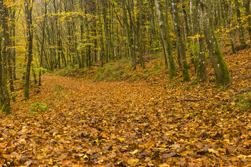 Obraz premium Hiking the GR5 trail in the Benelux