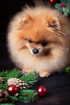 Pomeranian dog in christmas decorations on dark wooden background. The year of the dog. New year dog. Beautiful dog